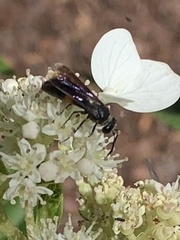 Stizoides renicinctus