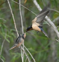 Hirundo rustica