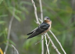 Hirundo rustica