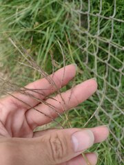 Dichanthium annulatum annulatum