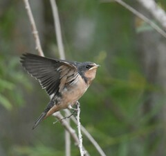Hirundo rustica