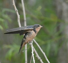 Hirundo rustica