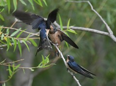 Hirundo rustica