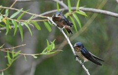 Hirundo rustica