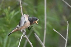 Hirundo rustica