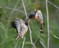 Hirundo rustica