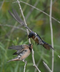 Hirundo rustica