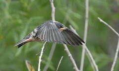 Hirundo rustica