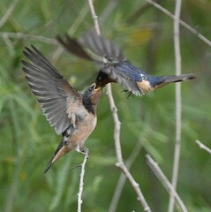 Hirundo rustica