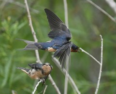 Hirundo rustica