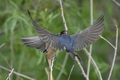Hirundo rustica