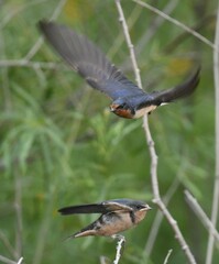 Hirundo rustica
