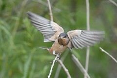 Hirundo rustica