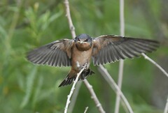 Hirundo rustica