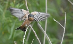 Hirundo rustica