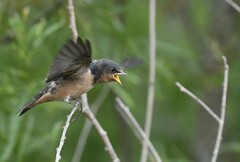 Hirundo rustica