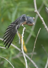 Hirundo rustica