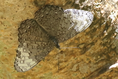 Hamadryas glauconome