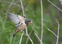 Hirundo rustica