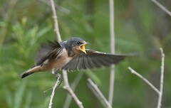Hirundo rustica