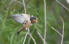 Hirundo rustica