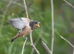 Hirundo rustica