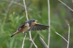 Hirundo rustica