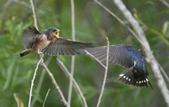 Hirundo rustica