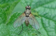 Macquartia grisea