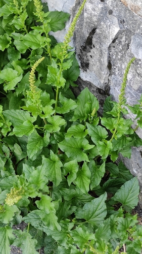 Blitum bonus-henricus (L.) Rchb.