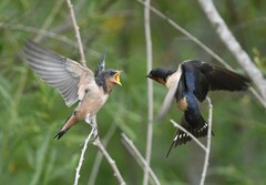 Hirundo rustica