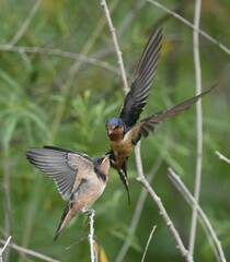 Hirundo rustica