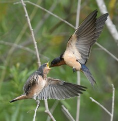 Hirundo rustica