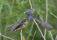 Hirundo rustica