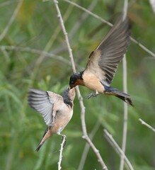 Hirundo rustica