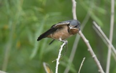 Hirundo rustica