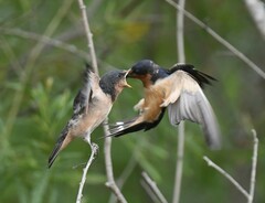 Hirundo rustica