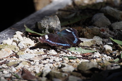 Kaniska canace nojaponicum