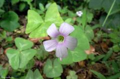 Oxalis triangularis