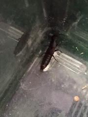 Platydracus mysticus