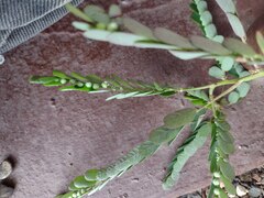 Phyllanthus leucanthus