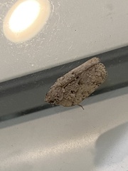Flatoidinus punctatus