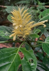Schaueria