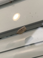 Flatoidinus punctatus