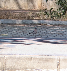 Fringilla coelebs balearica