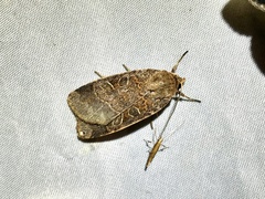 Sineugraphe bipartita