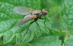 Macquartia grisea