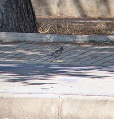 Fringilla coelebs balearica