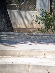 Fringilla coelebs balearica
