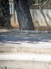 Fringilla coelebs balearica
